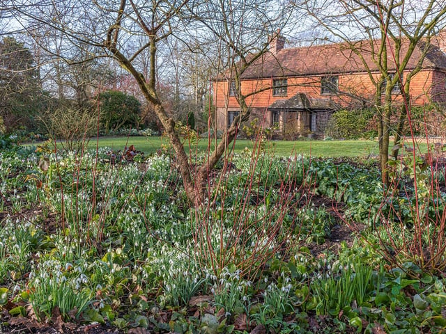 View of drifts of Galanthus nivalis flowering in an informal country cottage garden border in early Spring. Pic by John Glover