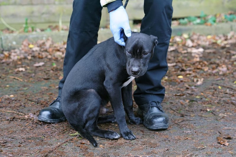 Dogs rescued from house fire in West Sussex