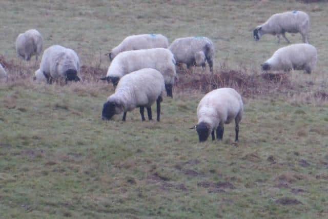 One of the owners of a farm in Ansty and Cuckfied is growing increasingly concerned that out-of-control dogs are chasing sheep