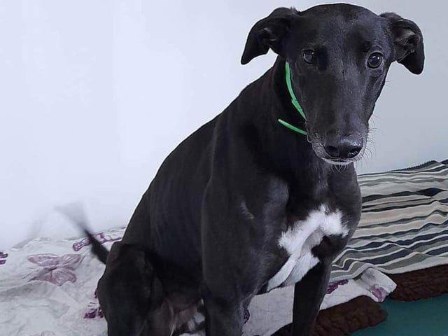Gus has been described as 'a gorgeous big boy who is very friendly and loving'. He loves his cuddles and shows a lot of affection.