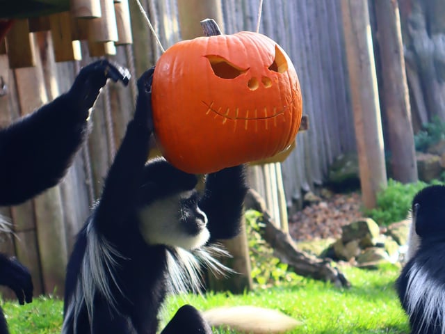 Drusillas Park's ‘pumpkin head photoshoot challenge’