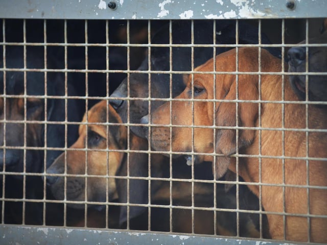 Bexhill Horse & Dog Show 2024. Coakham Bloodhounds.