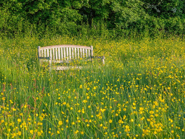 View of Ranunculus acris flowering in a wildflower meadow with a wooden bench in Summer by John Glover
