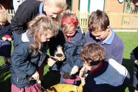 Children at Highfield and Brookham Schools have planted wildflower seeds and sunflowers on the school grounds