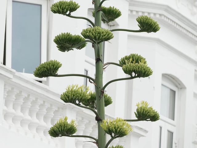 Like something out of the Triffids, this stunning agave is turning heads on Worthing seafront
