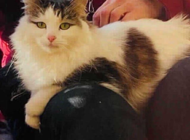 Nori- Domestic Longhair crossbreed- Millbrook Animal Centre