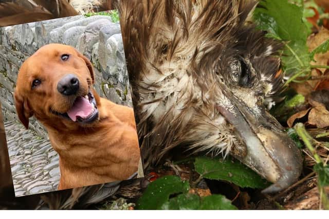 The RSPB has investigated the death of a rare eagle and 'Duke', a pet Labrador.