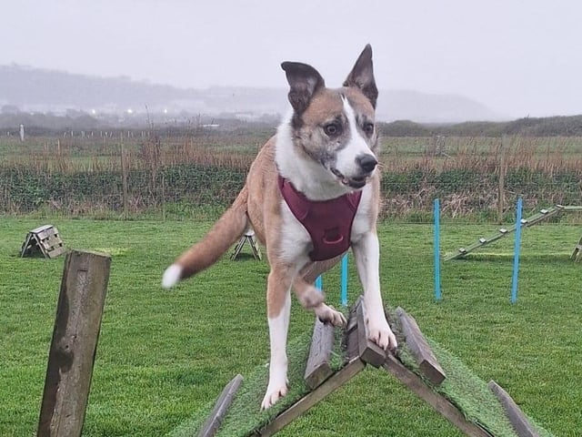 A rescue dog who spent nearly three years in kennels has found a loving home, after staff at a Sussex animal charity launched a daily TikTok campaign.