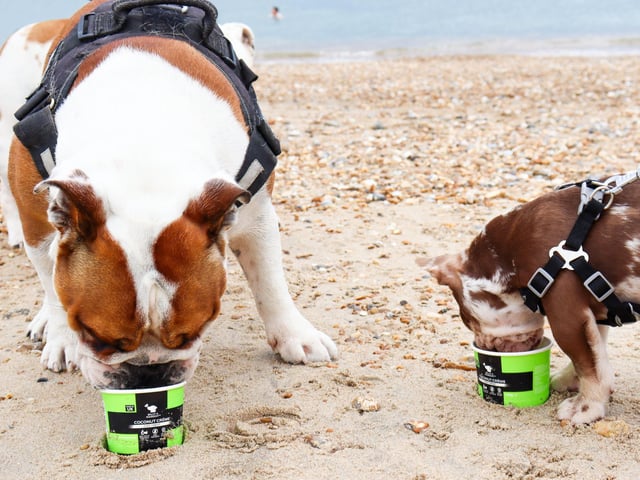 Seal Bay handing out free Ice-cream to guests and their four-legged friends
