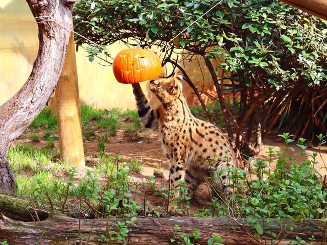 Drusillas Park's ‘pumpkin head photoshoot challenge’