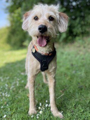 Travis arrived recently from a multi-dog household. His owner had been taken into hospital and was no longer able to care for him. The RSPCA said he had not been living in the best conditions and some of the dogs from the home had quite matted fur that has had to be shaved. Travis is a friendly, affectionate boy who loves attention. He has been very sociable with other dogs so far and we will continue to socialise him while he is with us. Travis is a new arrival and more information will be provided once he has been assessed.