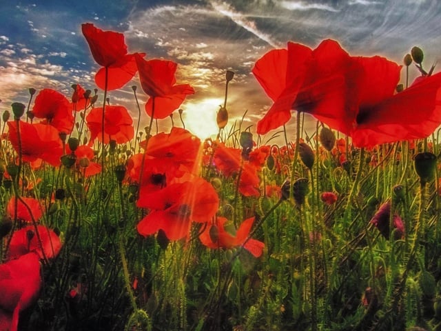 Judges said: 'A capture of vibrant and iconic flowers taken with the minimum of equipment to stunning effect'.