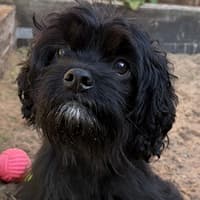 10 adorable dogs and puppies at the RSPCA seeking loving homes in Sussex - including Dachshunds and a Cavapoo