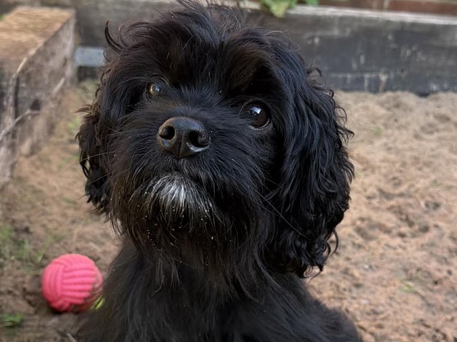 Cheerio was an unclaimed stray, and arrived at the RSPCA with seven newborn puppies. She is a very sweet girl who is quite shy to begin with, but becomes very affectionate once she trusts you. Cheerio loves her food and this is a good way to make friends with her. She will need an active home and an owner who has time to put into her training. Cheerio can be quite sound sensitive so would prefer a quiet home environment. She may be able to live with another dog after successful introductions at the shelter.