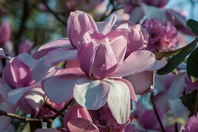 Magnolia var mollicomata.