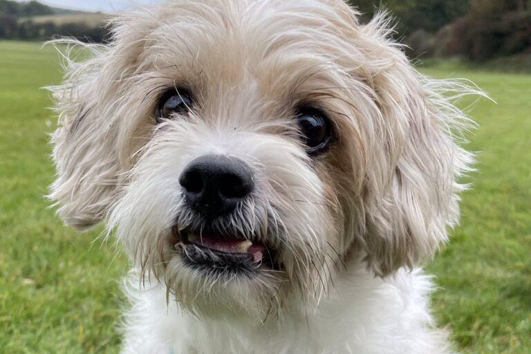 Sammy is a friendly girl who can be a little shy at first, especially with men. Once she knows you she enjoys company and a fuss. Sammy enjoys her walks and would like a garden to potter in. Sammy’s previous owners said she barks at other dogs and new people. She has walked with other dogs since she has been at the RSPCA and tends to ignore them. She would prefer to be the only dog in the home though. Sammy is looking for a quiet, adult only home. She has been used to visiting children but not lived with them.