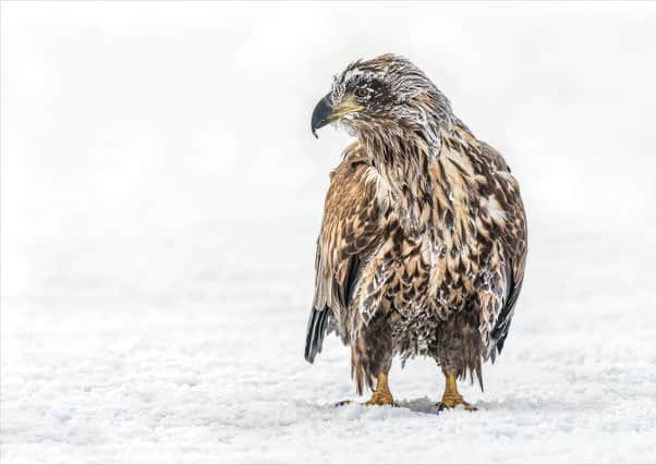 The exhibition will feature Julia Wainwright's Frosty White-tailed Eagle