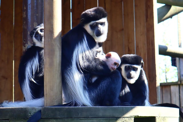 The colobus family