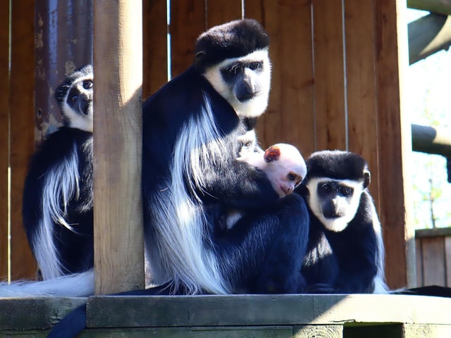 The colobus family