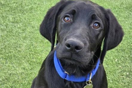 Ted is a male Labrador puppy who is underweight and needs vaccinating. He will be looking for a home with at least one other dog. He will need time and training to become a well-rounded dog. Arundawn said: "It will be work but  [...] just imagine the lifetime of happiness you could have with this absolutely stunning young dog!"