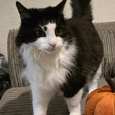 The RSPCA is warning pet owners that their animals might find being dressed in costumes uncomfortable or distressing. Photo: RSPCA