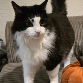 The RSPCA is warning pet owners that their animals might find being dressed in costumes uncomfortable or distressing. Photo: RSPCA