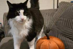The RSPCA is warning pet owners that their animals might find being dressed in costumes uncomfortable or distressing. Photo: RSPCA