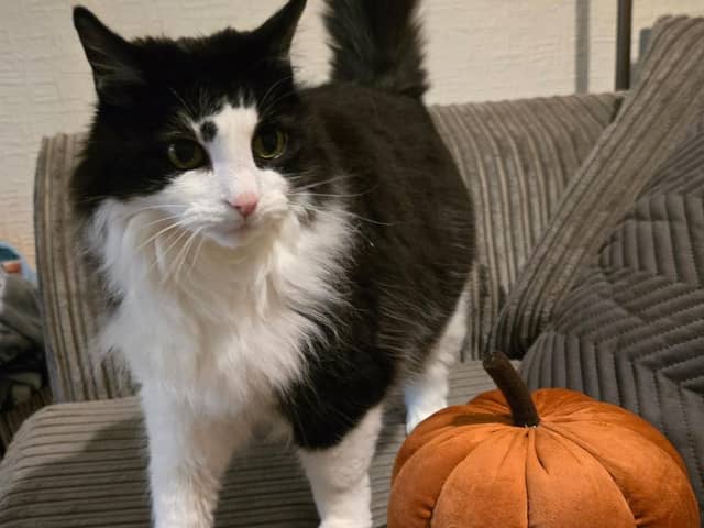 The RSPCA is warning pet owners that their animals might find being dressed in costumes uncomfortable or distressing. Photo: RSPCA