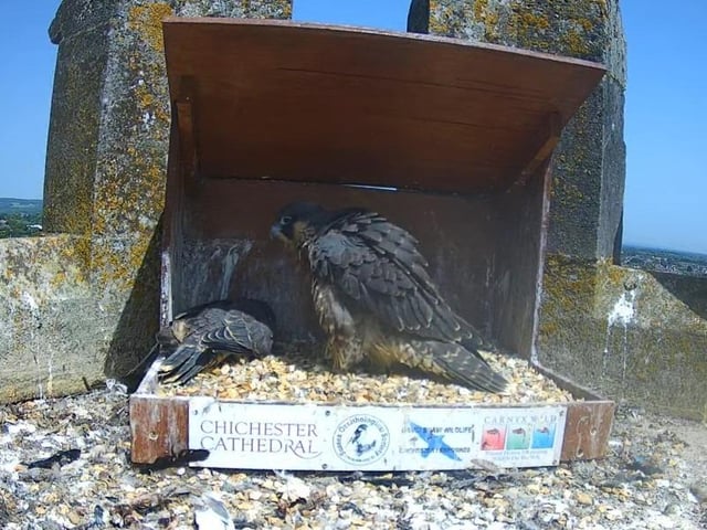 Chicks on the nest on Friday afternoon
