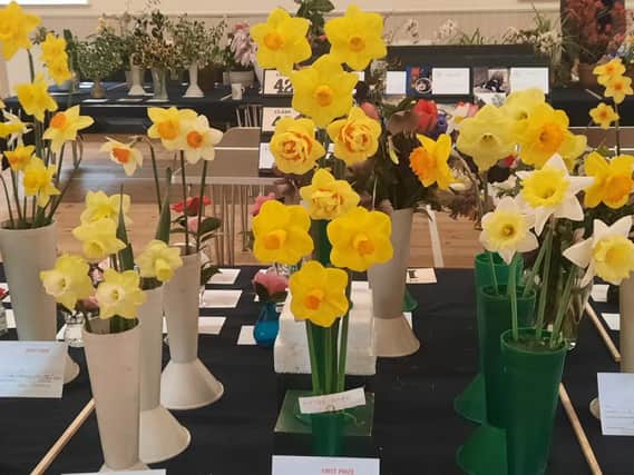 Some of the daffodil entries