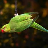 There have been increased sightings of ring-necked parakeets in Horsham. Photo: Pixabay
