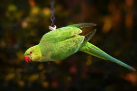 There have been increased sightings of ring-necked parakeets in Horsham. Photo: Pixabay