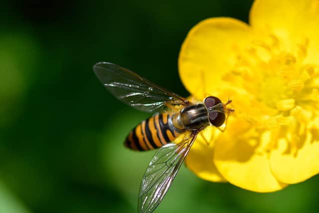 A marmalade hoverfly, one of 15 hoverfly species found at Heene Cemetery