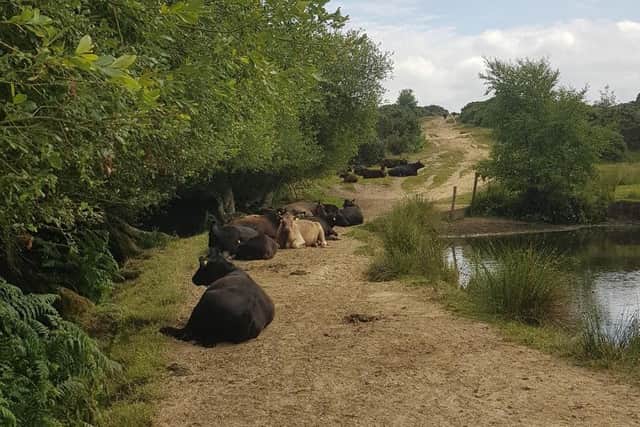 The Conservators say that to effectively manage the forest’s heathland and ensure the protection of rare wildlife, they use their own herds of sheep, cows and ponies