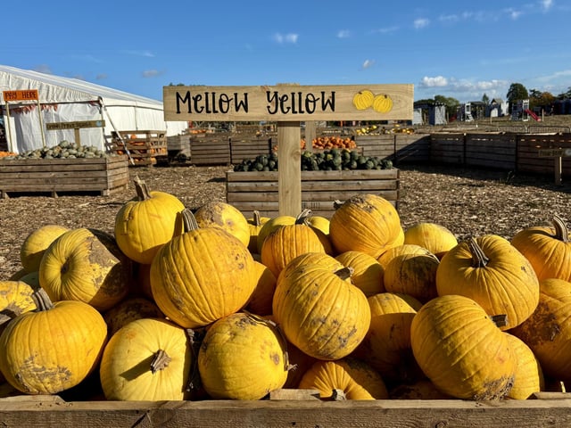 A popular pumpkin patch in Rogate has returned, with visitors invited to pick pumpkins and explore a range of autumn-themed activities.