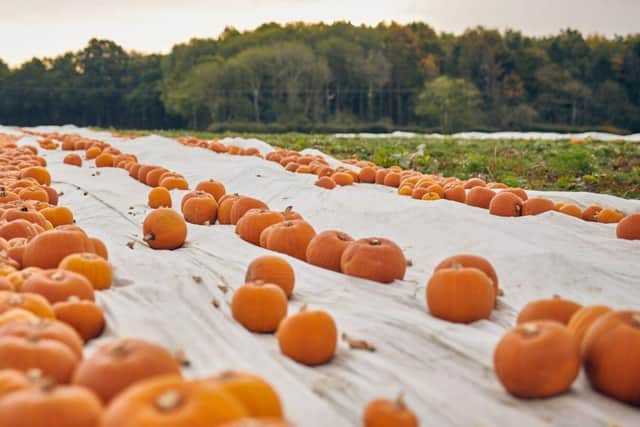 IPP helps the firm deliver four types of pumpkins to the UK’s supermarkets