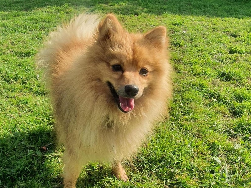 Pombear is a bundle of energy who enjoys playing and will happily walk for miles. He can take time to make friends and is unsure of over handling by new people, once he feels comfortable with you he is such a cuddly boy! Pombear is currently being muzzle trained as he finds vet visits stressful and he will need to wear one in certain situations. He is doing well with his muzzle training but new adopters must be willing to carry this on in the home to keep up a positive association. Experience of the breed type will be essential to fully understand his traits and needs. He will need regular grooming as he has a thick double coat. Pombear will thrive in a quiet home with a secure garden to play in and active people who can give him long regular walks. Pombear is currently in care at RSPCA's Stubbington Ark centre but can be rehomed in Sussex - his adopter must visit multiple times to form a bond.