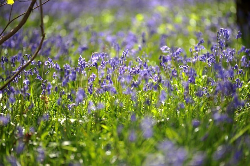 Bluebells at Butchers Wood in Hassocks, West Sussex