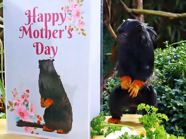 Red-handed tamarins: Mum Isla