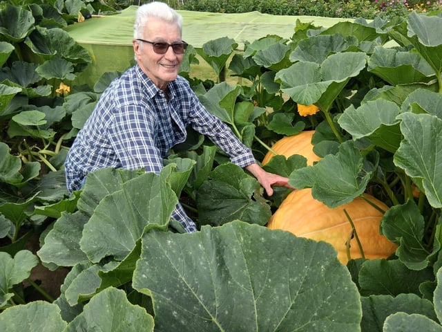 Bill with one of his enormous pumpkins that are still growing