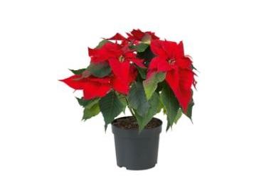 You could add a festive touch to your home with this Poinsettia, on offer at £2.49