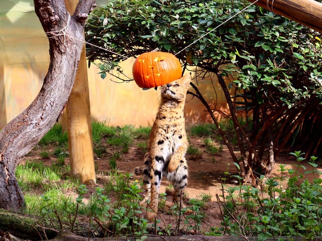 Drusillas Park's ‘pumpkin head photoshoot challenge’
