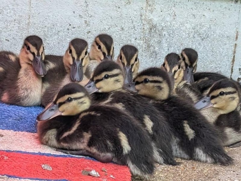 Ducklings