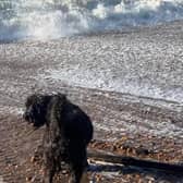 Protest over Hastings beach dog ban