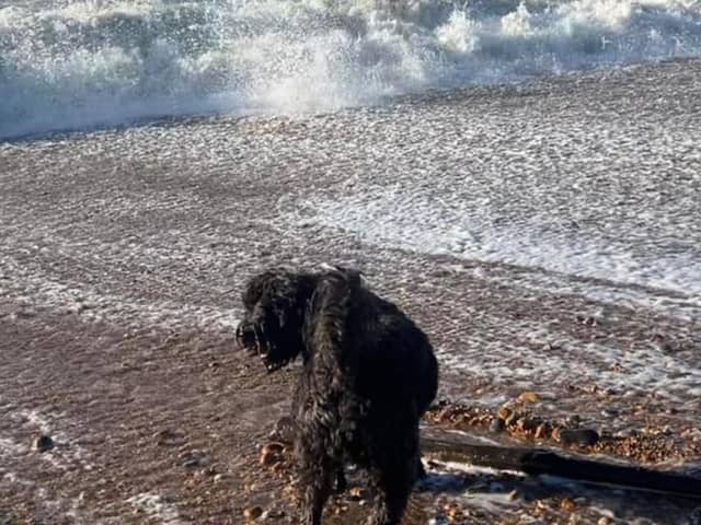 Protest over Hastings beach dog ban