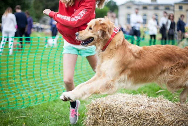 Take part in special activities with your dog at Goodwoof