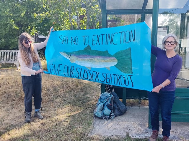 Activists say the rare ‘Sussex Tiger’ sea trout is unique to the area