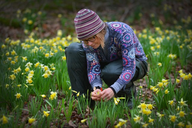Daffodils in Millennium Avenue in the grounds of Bates Green Garden, Arlington, on February 28 2024.
Head gardener Emma Reece.