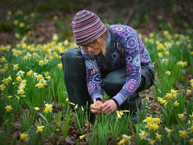 Daffodils in Millennium Avenue in the grounds of Bates Green Garden, Arlington, on February 28 2024.
Head gardener Emma Reece.