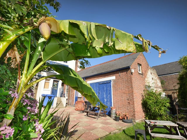 Flowering banana tree at The Clarence pub in Silverhill, St Leonards.